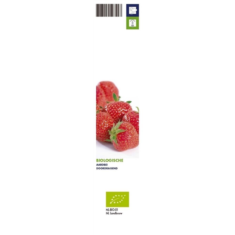 Bio Erdbeere Remontierend T09 H15