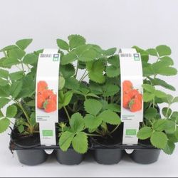 Bio Erdbeere Remontierend T09 H15