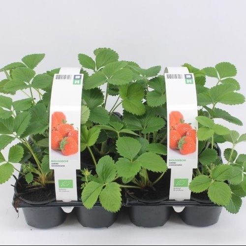 Bio Erdbeere Remontierend T09 H15