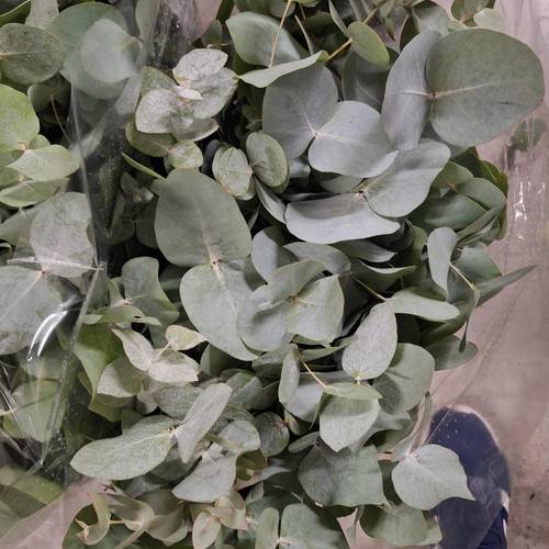 Populus dunkel grün/hell grün Cin. Azur 150 Gramm 50cm