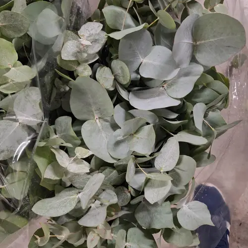 Populus dunkel grün/hell grün Cin. Azur 150 Gramm 50cm