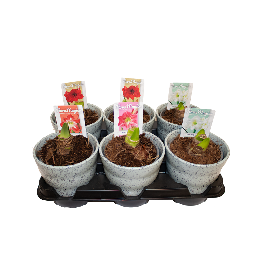 Amar.2er mix im Dawn Pixel Topf stahl T12 H020