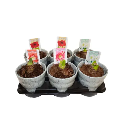 Amar.2er mix im Dawn Pixel Topf stahl T12 H020