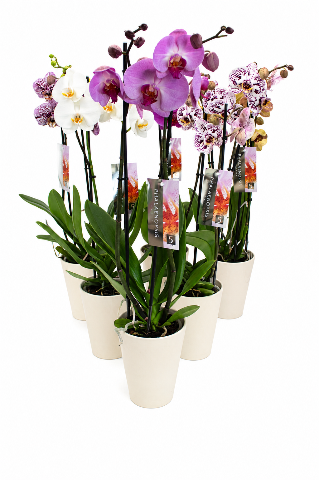 Phal.2-R mix im Friso Übertopf T12 H050