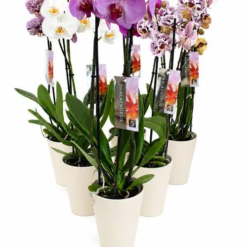 Phal.2-R mix im Friso Übertopf T12 H050