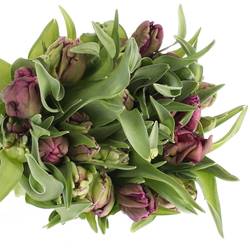 Tulpe lila Secret Parrot 34 Gramm