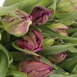 Tulpe lila Secret Parrot 34 Gramm