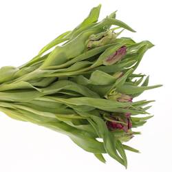 Tulpe lila Secret Parrot 34 Gramm