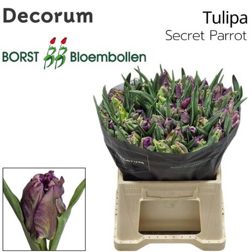 Tulpe lila Secret Parrot 34 Gramm