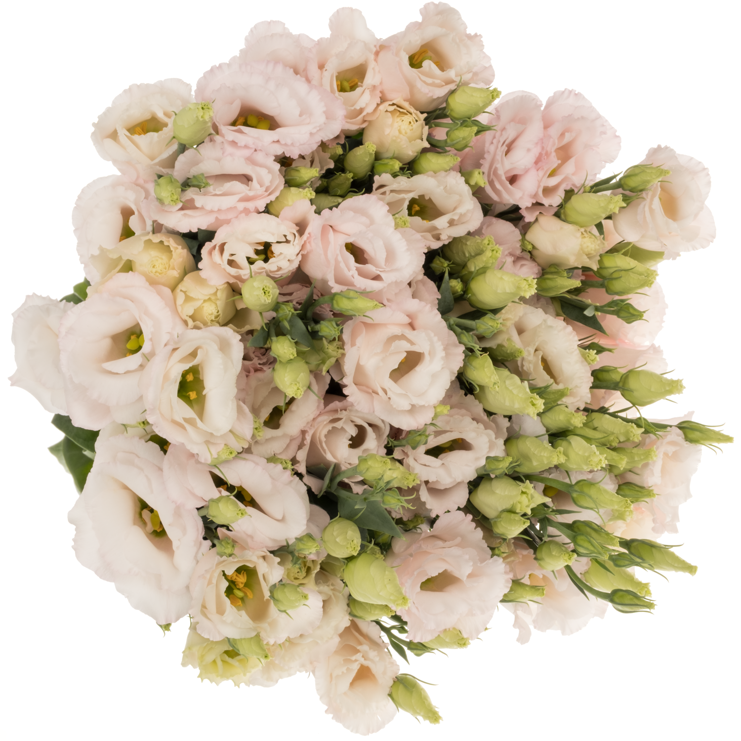 Lisianthus hell rosa Soft pink Waalzicht 5+Blüte 70cm