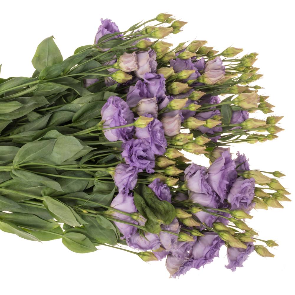 Lisianthus lavender Bigsun 5+Blüte 70cm