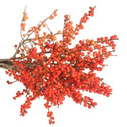 Ilex orange Winter Gold x 5 60cm