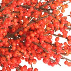 Ilex orange Winter Gold x 5 60cm