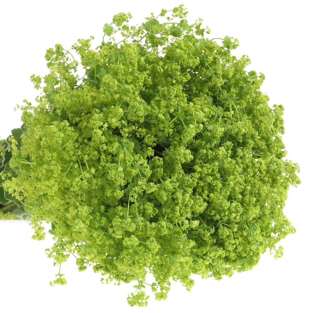 Alchemille grün/gelb 75cm