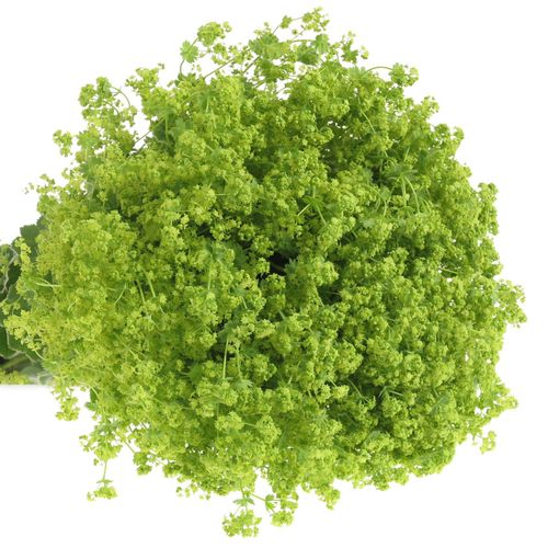Alchemille grün/gelb 75cm