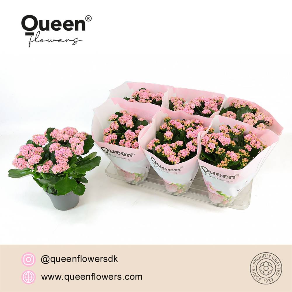 Kalanchoe Gef. rosa Queen T14 H026