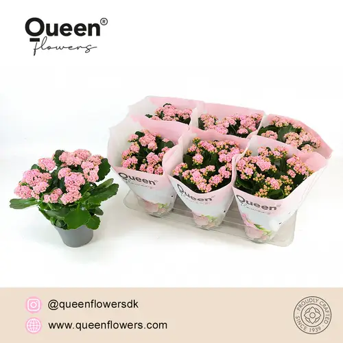 Kalanchoe Gef. rosa Queen T14 H026