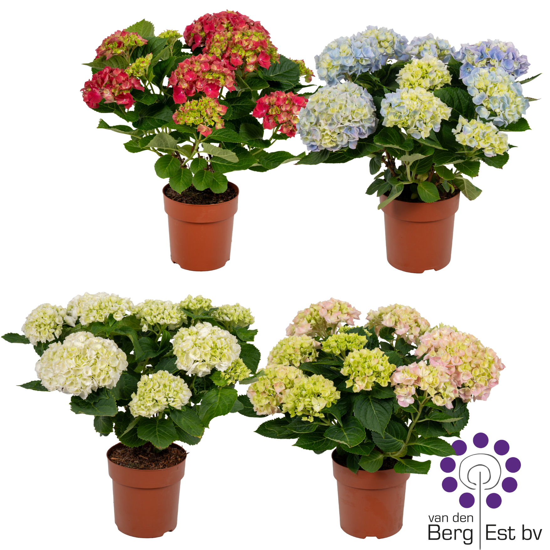 Hortensie mix 9+Blüte T14 H035