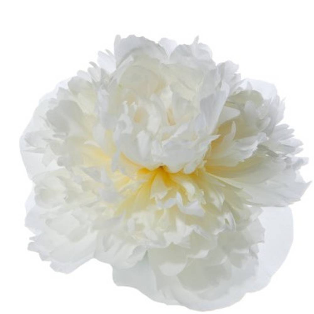 Pfingstrose weiss gefüllt Duchesse 50cm