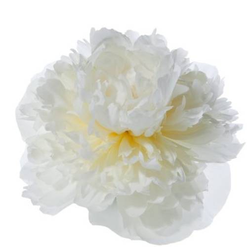 Pfingstrose weiss gefüllt Duchesse 50cm