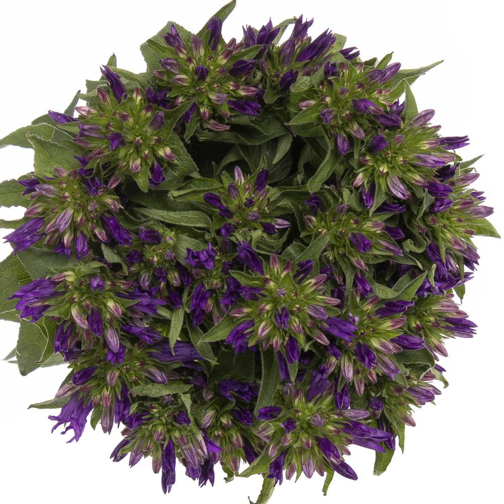 Camp Kopf dunkel lila Superba 60cm