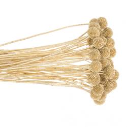 Craspedia gold gefärbt 70cm