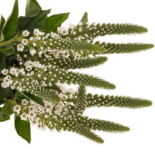 Lysemachia weiss Moonlight 80cm