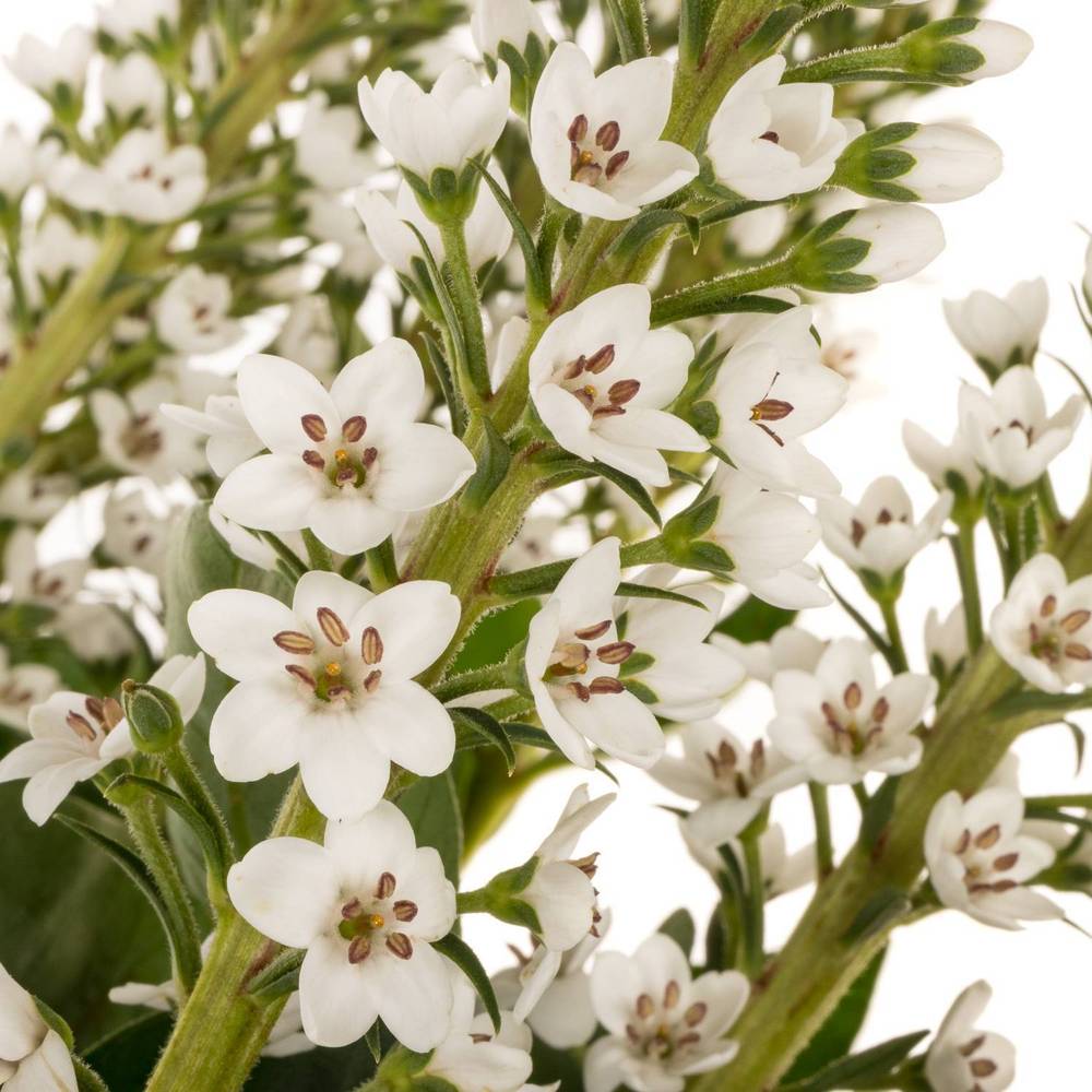 Lysemachia weiss Moonlight 80cm