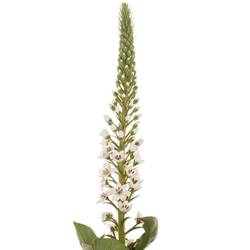 Lysemachia weiss Moonlight 80cm
