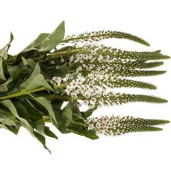 Lysemachia weiss Moonlight 80cm