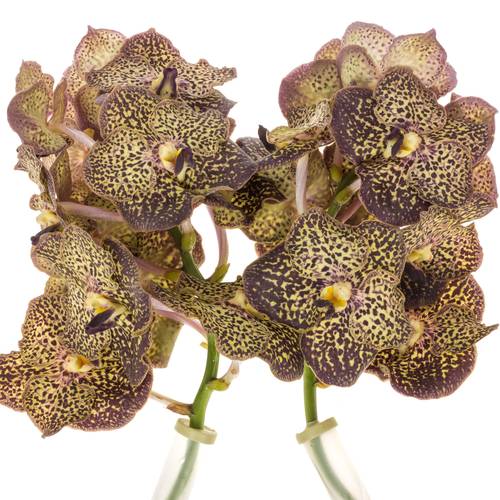Vanda lila/creme Ocelot Mocha X4 Stiele