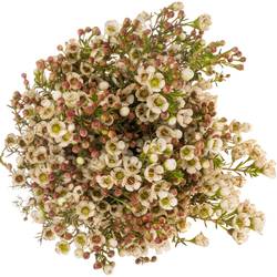 Wachsflower creme Ella 50 Gramm 60cm