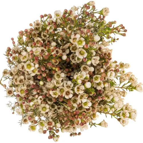 Wachsflower creme Ella 50 Gramm 60cm