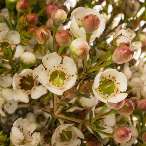 Wachsflower creme Ella 50 Gramm 60cm