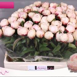 Pfingstrose rose hell nancy nora 55cm