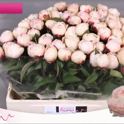 Pfingstrose rose hell nancy nora 55cm