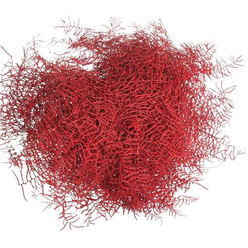 Coralfarn Gef.rot