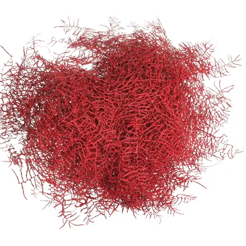 Coralfarn Gef.rot