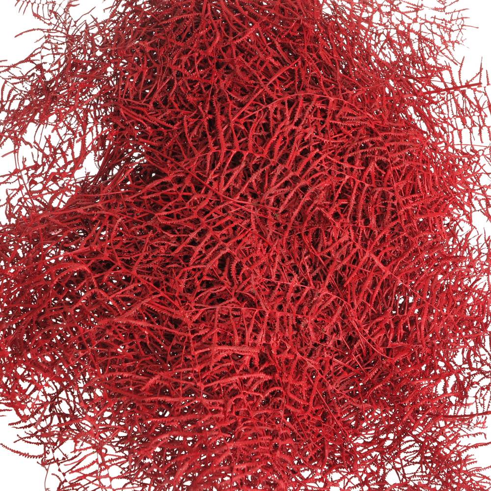 Coralfarn Gef.rot
