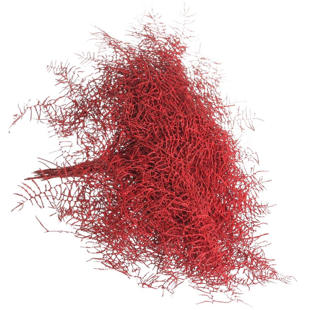 Coralfarn Gef.rot