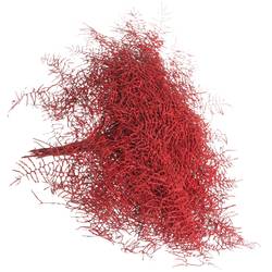 Coralfarn Gef.rot