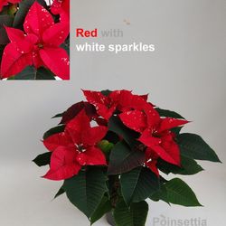 Poins.rot Fantasy Star 3-5 T14 H47