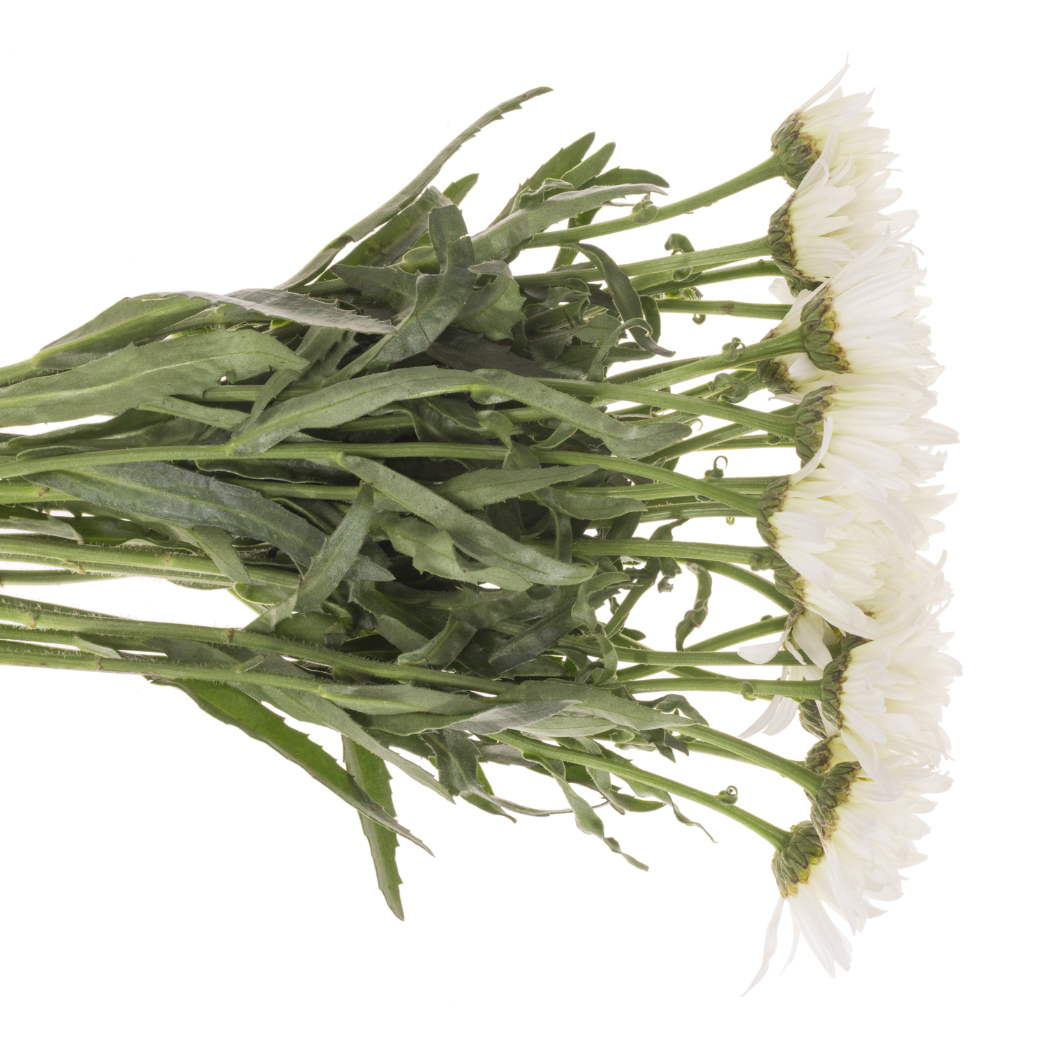 Margerite creme/weiss Harmony 50cm