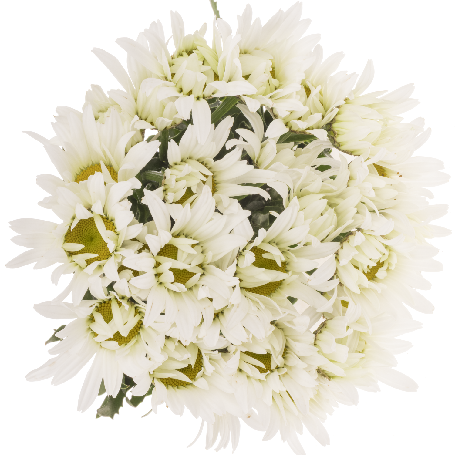 Margerite creme/weiss Harmony 50cm