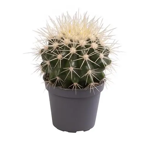 Echinocactus Grusonii T06 H015