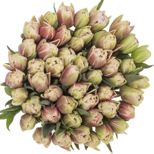 Tulpe rosa/creme doppel Innocence trilfor 31 Gramm