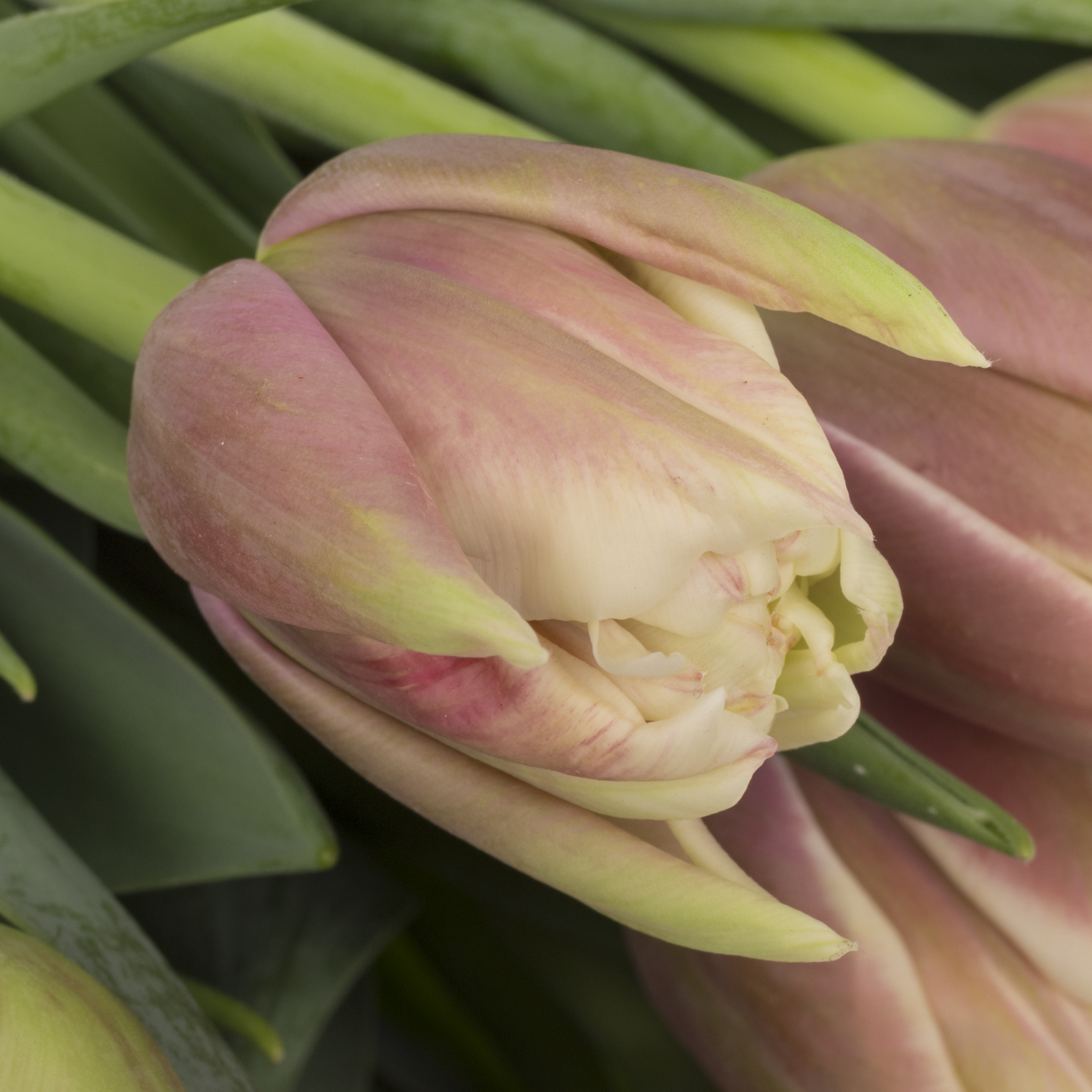 Tulpe rosa/creme doppel Innocence trilfor 31 Gramm