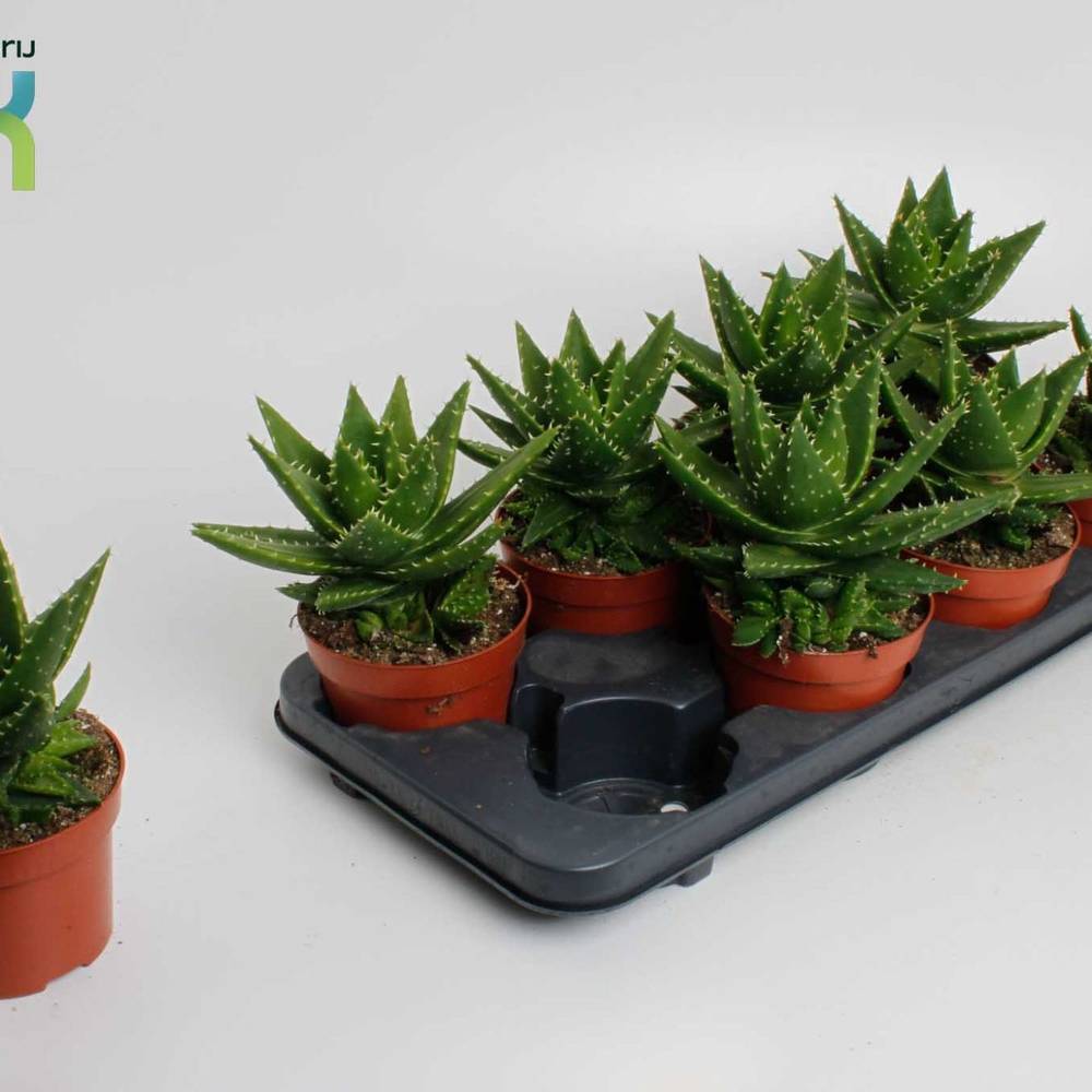 Aloë Mitriformis T12 H20