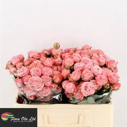 Rose verzweigt rosa Amazing Magic 3+Blüte 50cm