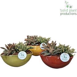 Sukk.Arr mix JT012 Evelyn T22 H018